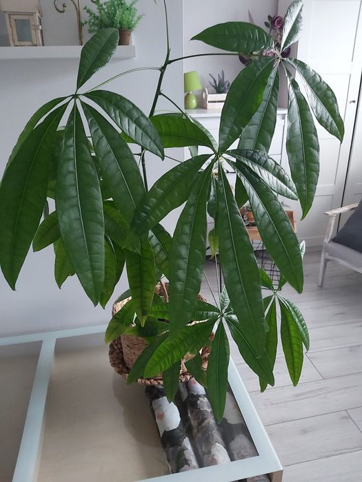 Kwiat schefflera duży