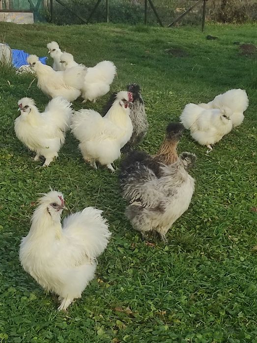 Silki USA 7-miesięczne