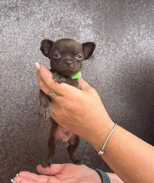 Готовятся к продаже щенки породы чихуахуа