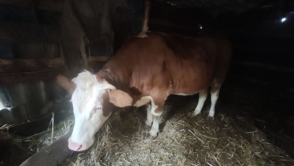 Продам тільну телицю