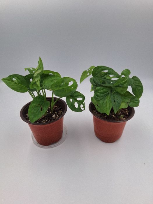 Monstera monkey mask adansoni