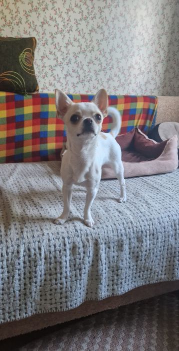 Мальчишека чишка