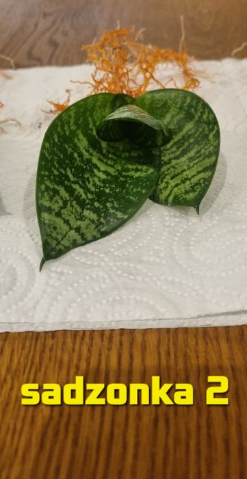 Sansevieria sadzonka 2