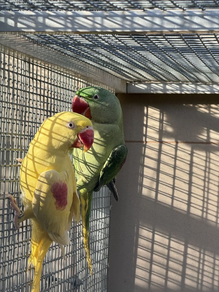 Олександрійські папуги Пара