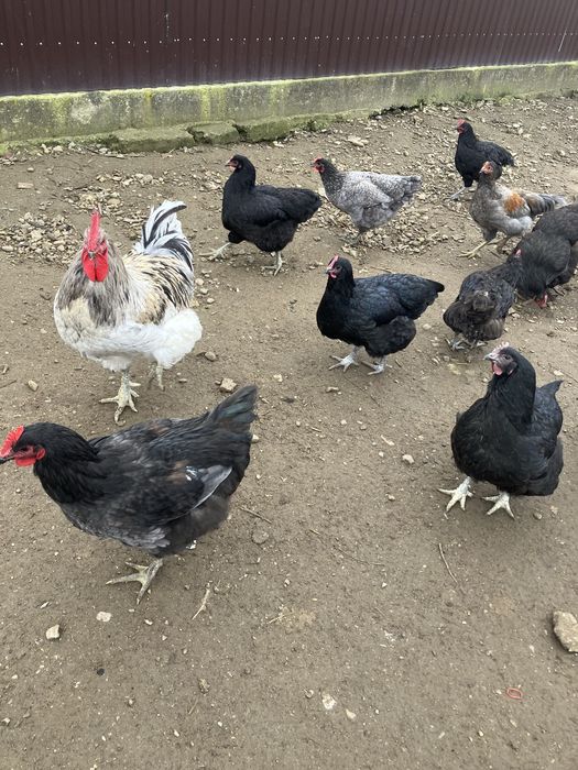 Кури породи Джерсійський гігант