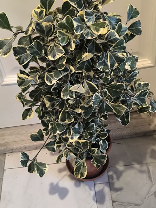 Фикус триангулярис (фикус треугольный)