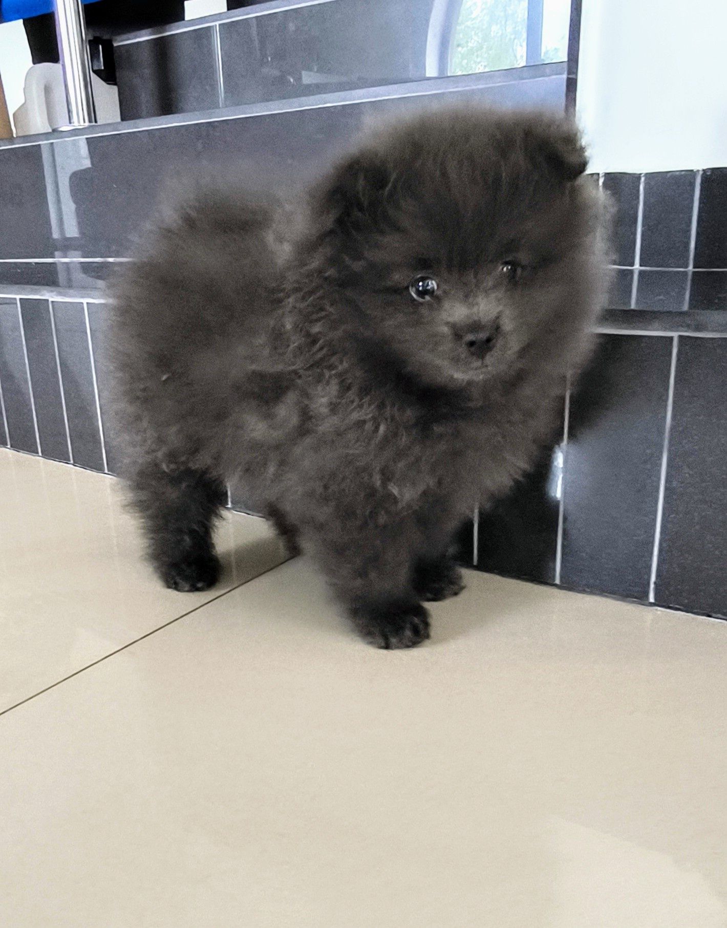 Szpic miniaturowy pomeranian blue błękitny unikat