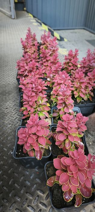 Барбарис червоний Рубі Стар