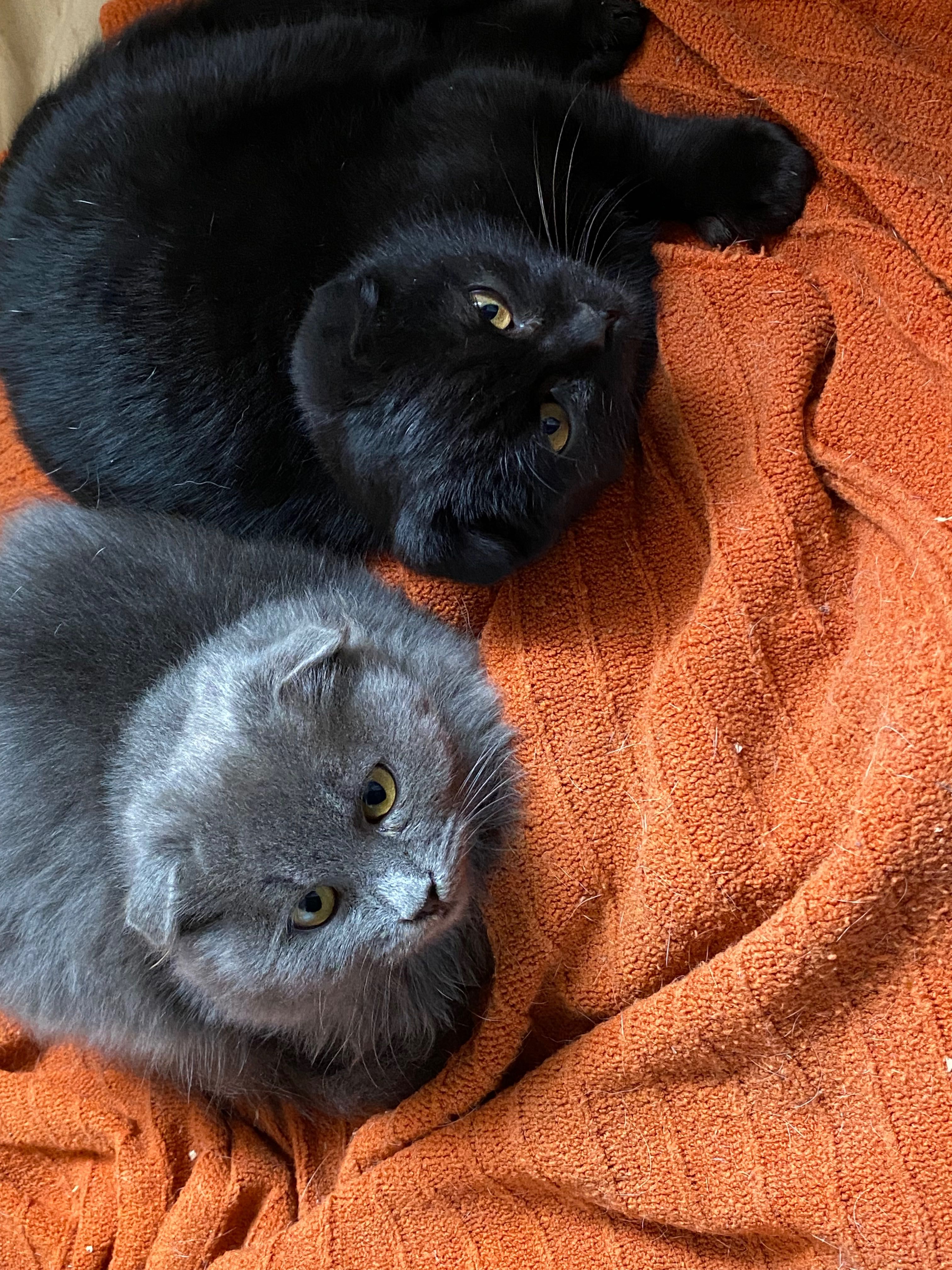 Висловухі коти. Чорний і сірий хлопчик