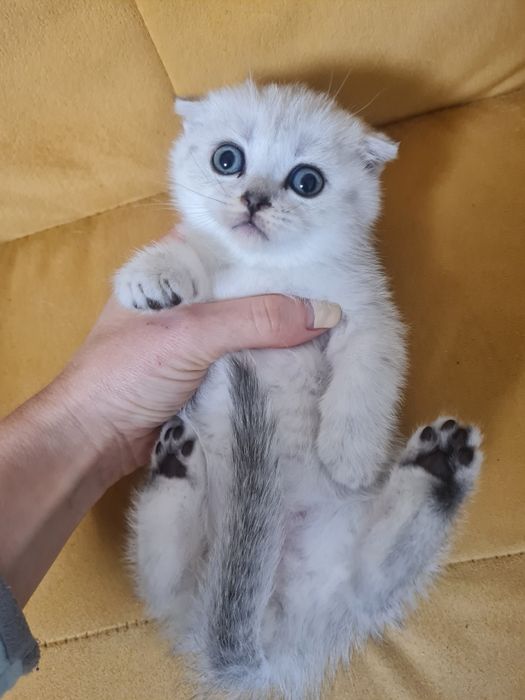 Вислоухий котёнок серебристая шиншилла мальчик, шотландский котёнок