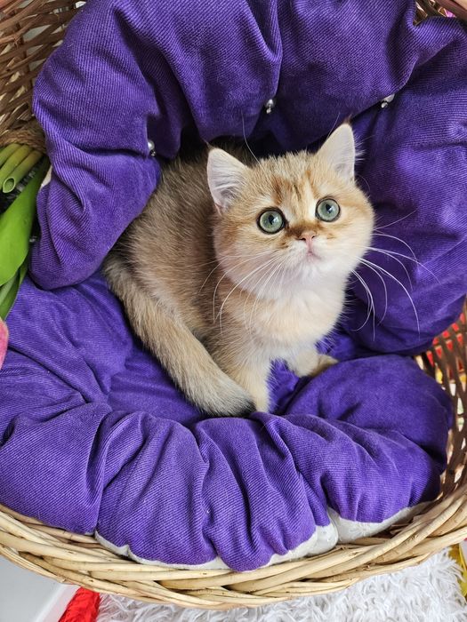 Золотая британская шиншилла кот котята кошечка кошка дівчинка