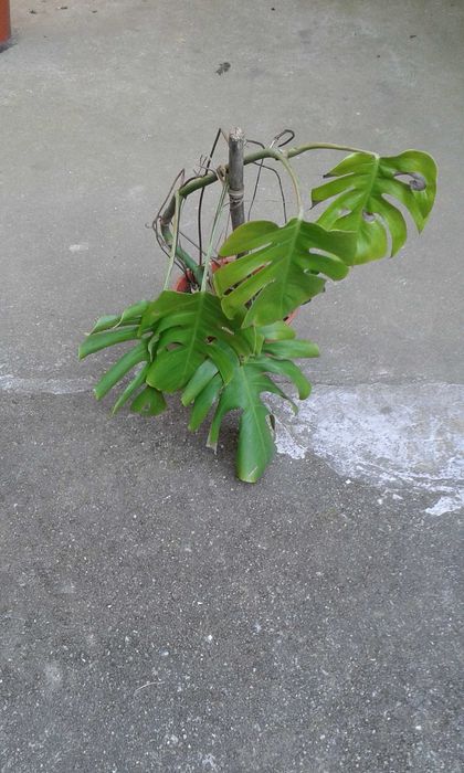 Costela d Adão monstera