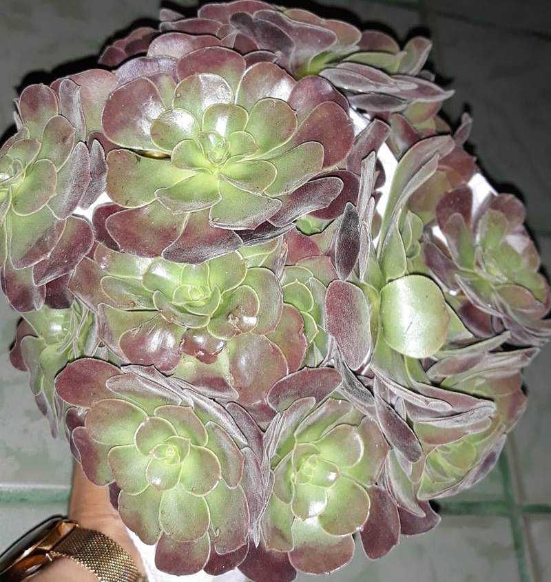 Продам еоніуми (Aeoniums)