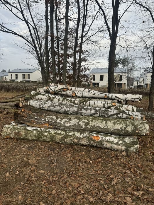 Brzoza pocięta drzewo opałowe