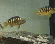 Ciclideos africanos - Pseudotropheus crabro (Abelha)