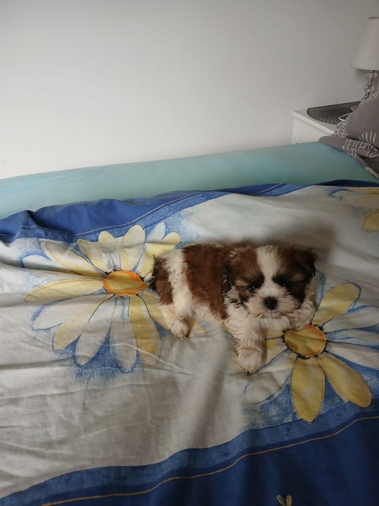 Shih tzu piesek shih tzu