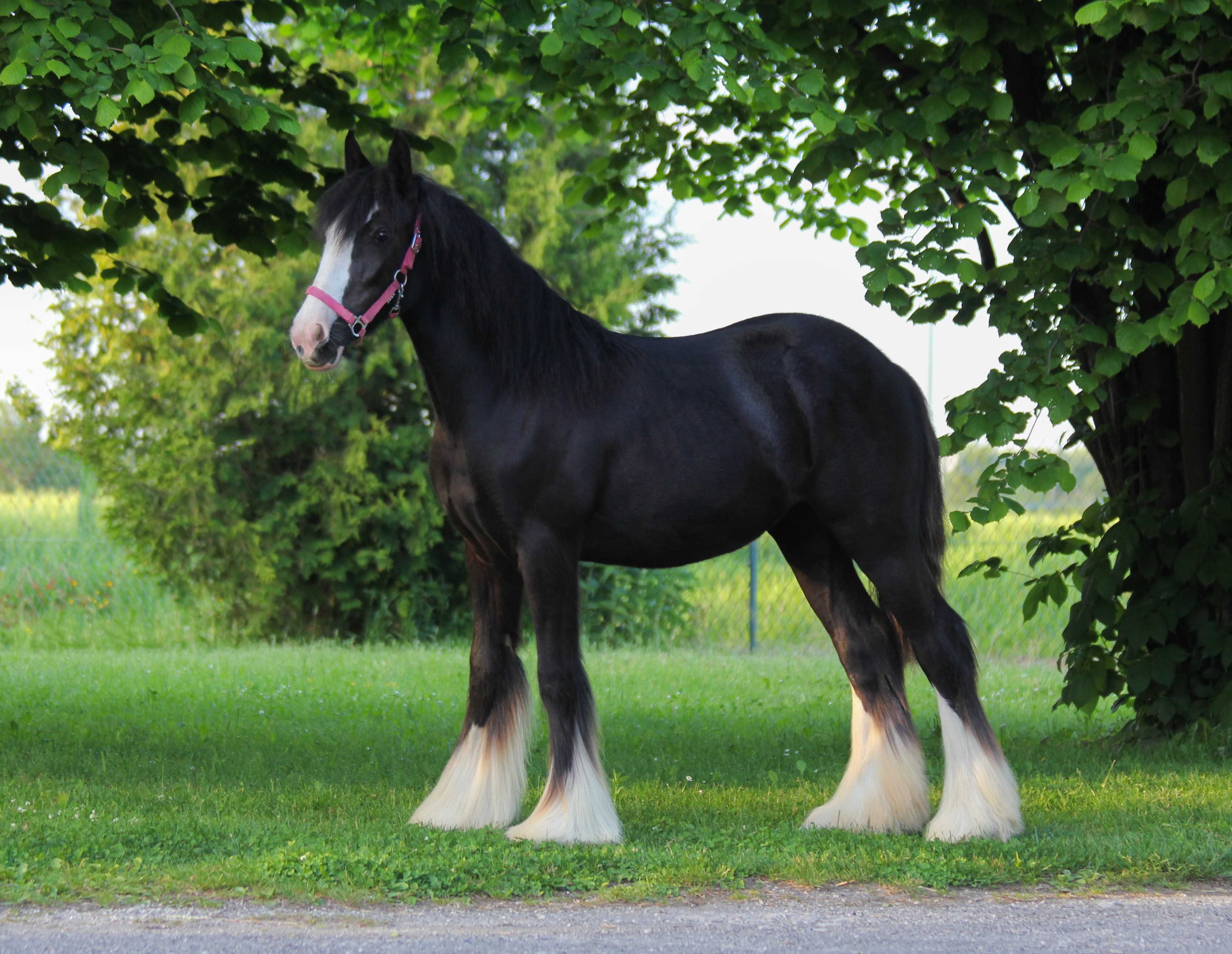 Klacz irish cob 14 m-cy, tinker, gypsy