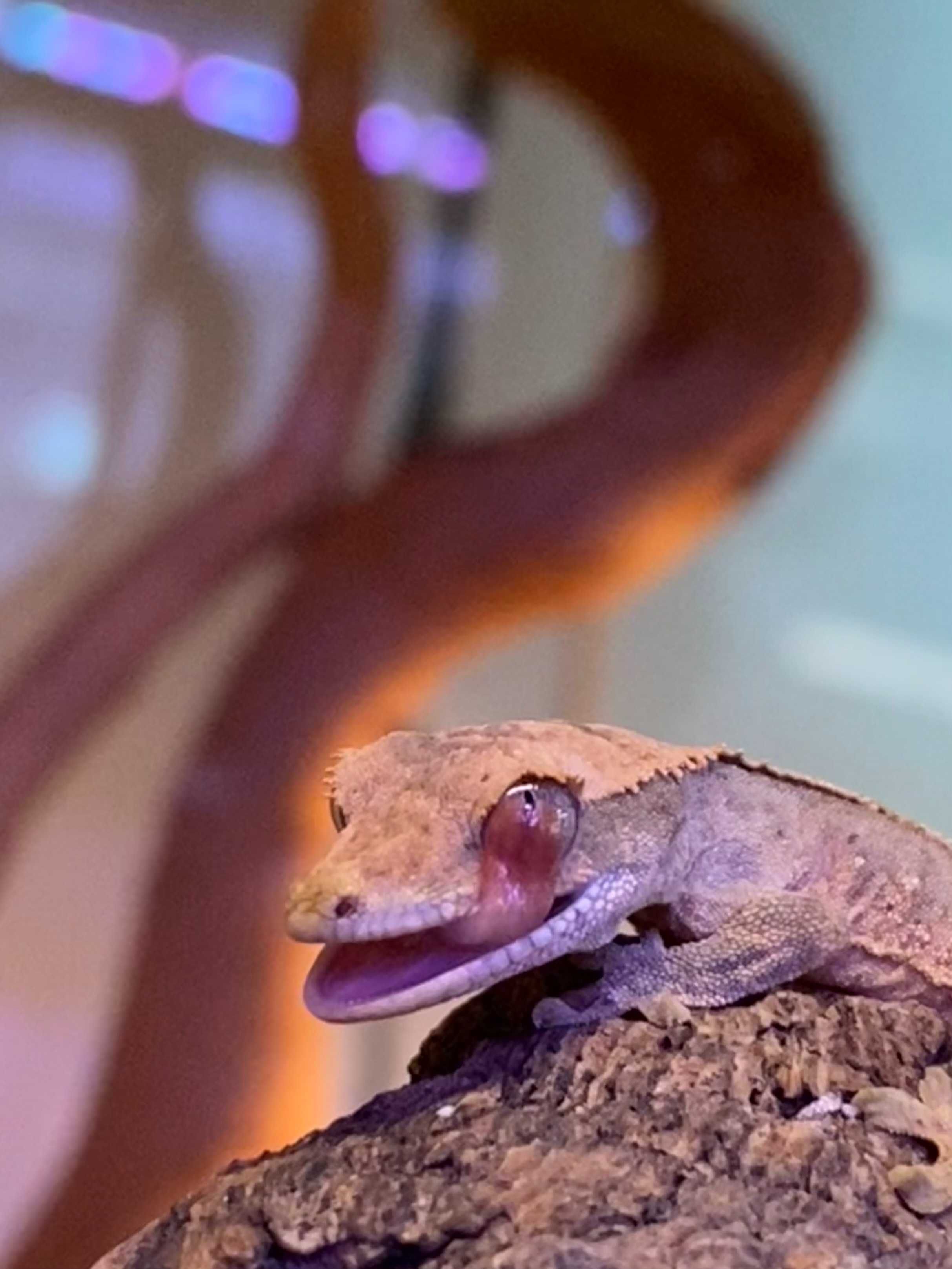 Gekon orzęsiony samiec Correlophus ciliatus