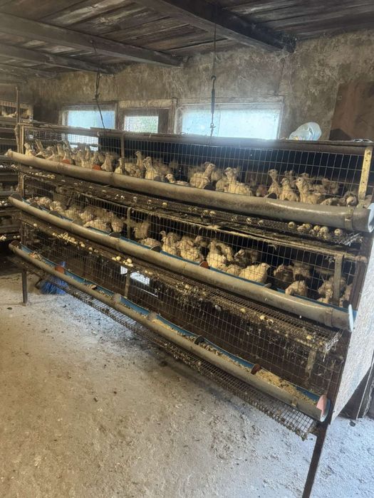 Перепелиная мини ферма