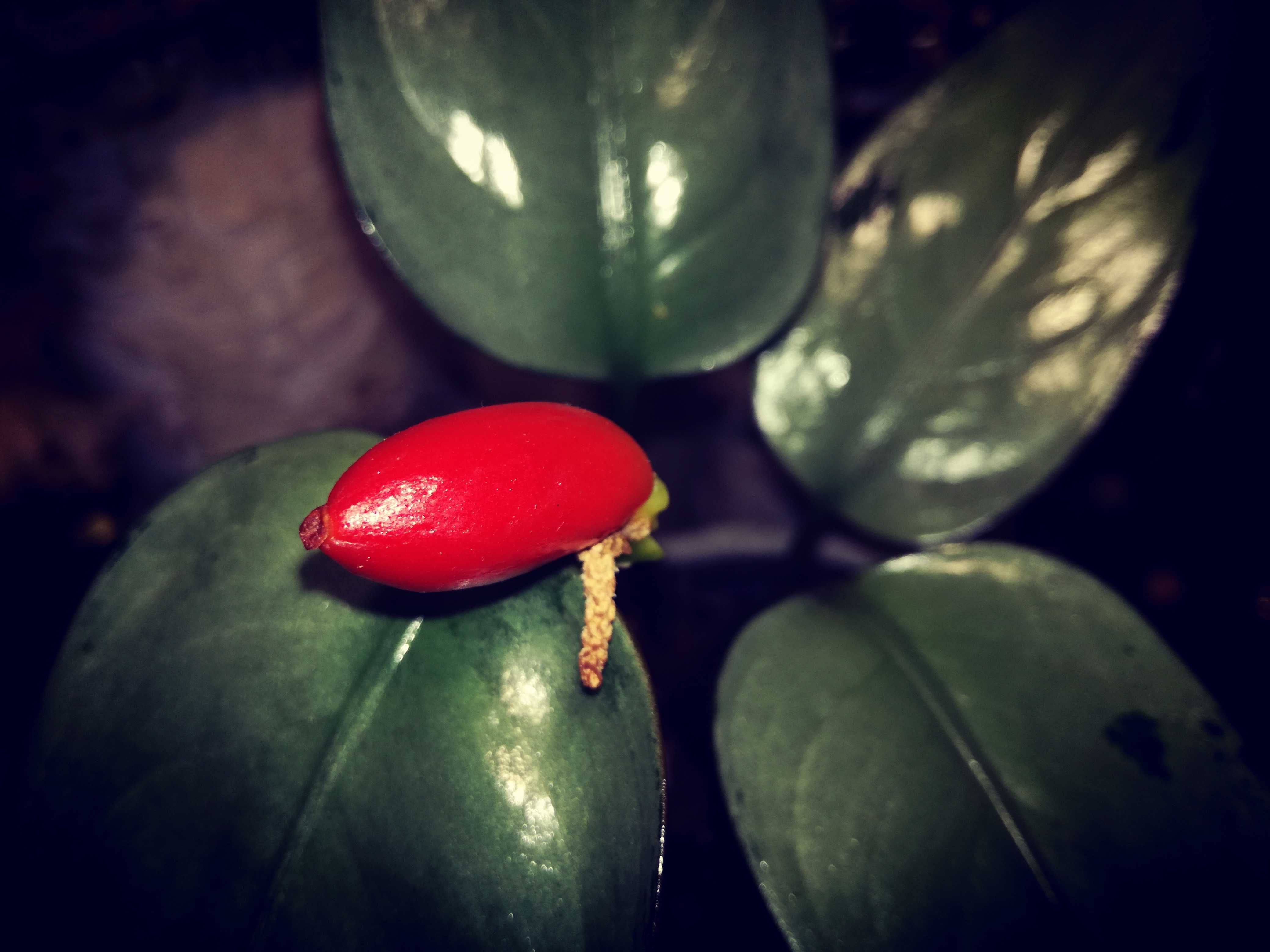 Aglaonema Pumilum Silver variegata piękna kolekcja roślin nie monstera