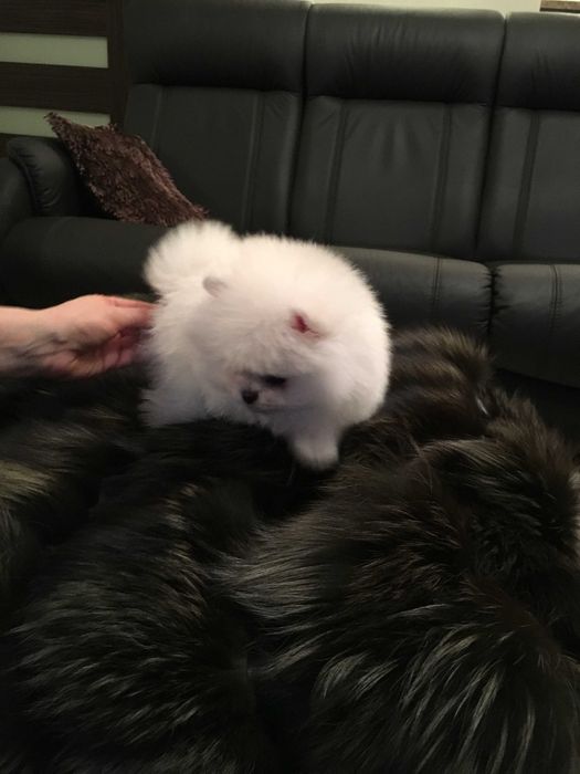 Szpic miniaturowy pomeranian mini misio  sunia