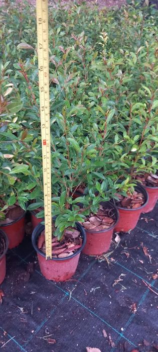 Eugenias  myrtifolia newport para sebes  15/25cm o 30/40cm ultimas  un