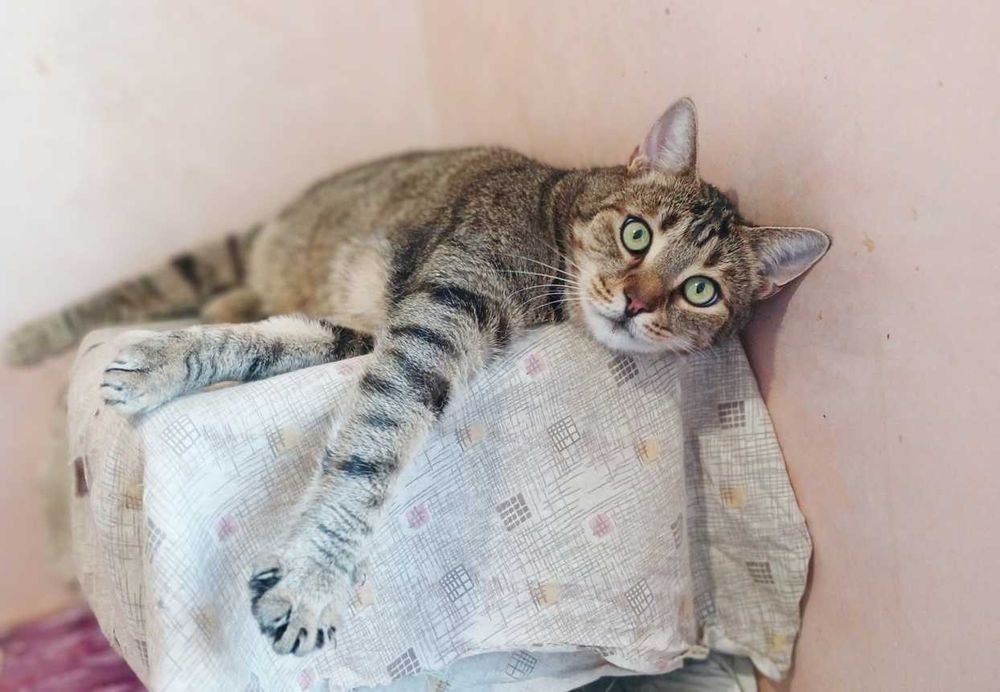 Полосатый шикарный кот Нафаня, 3-4 года