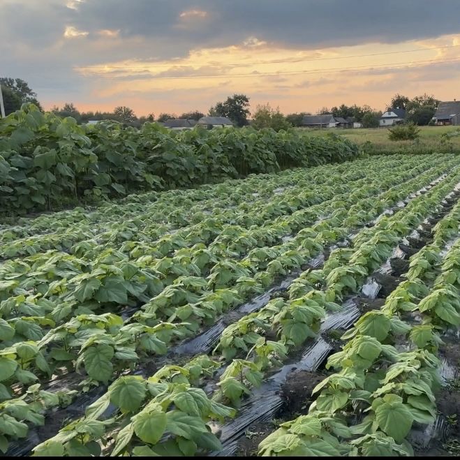 Насіння Войлочної уп. 200 шт, Семена Павловнии, Павловния розпродаж