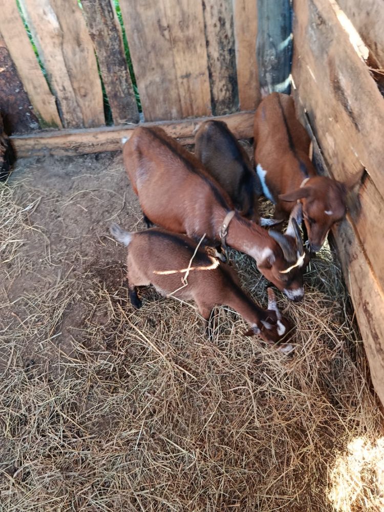 Vendo casal de cabras anas