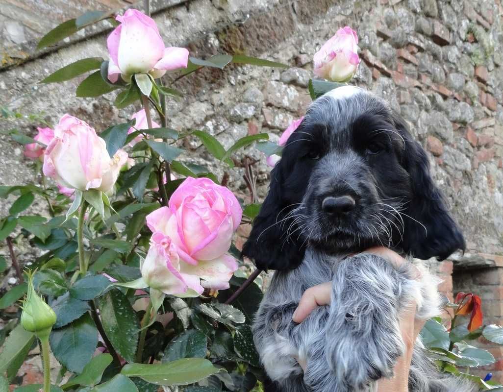 Cocker Spaniel Inglês   AZUL RUÃO  com LOP E AFIXO