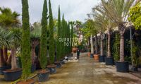 Cupressus Totem 100CM-150CM-200CM- 300CM-400CM