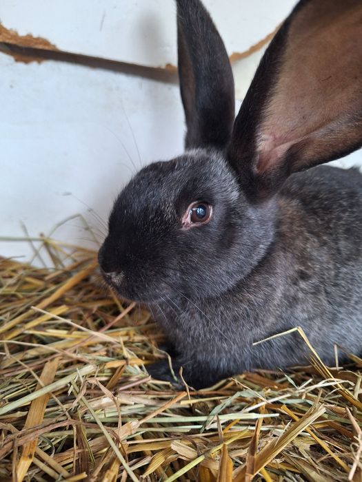 Sprzedam młode kroliki