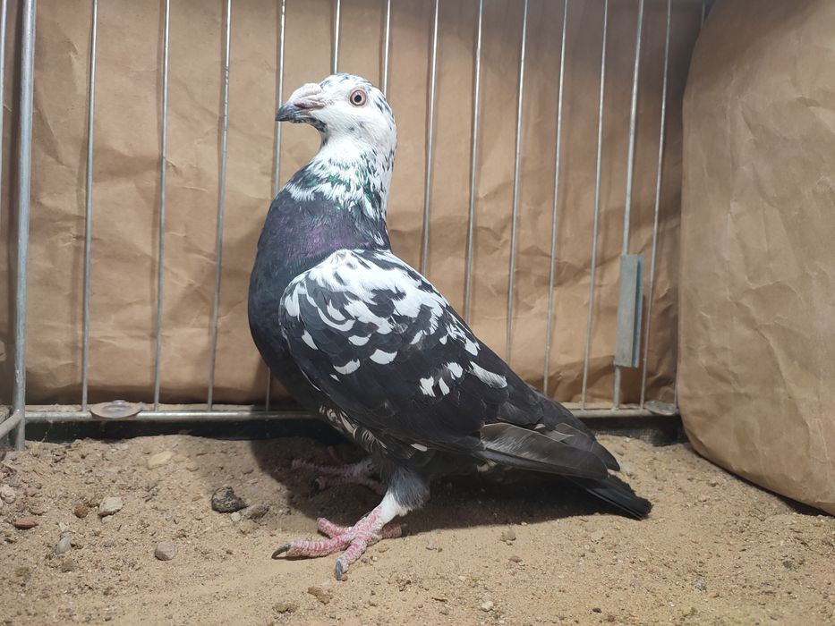 Pocztowe staropolskie czarne tygrysy