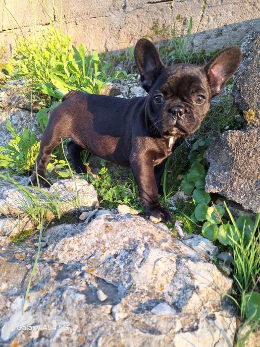 Bulldog Francês Fêmea