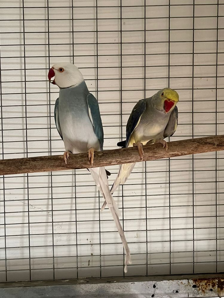 Casais de ring necks