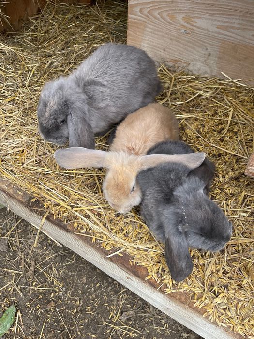 Sprzedam króliki likwidacja hodowlii