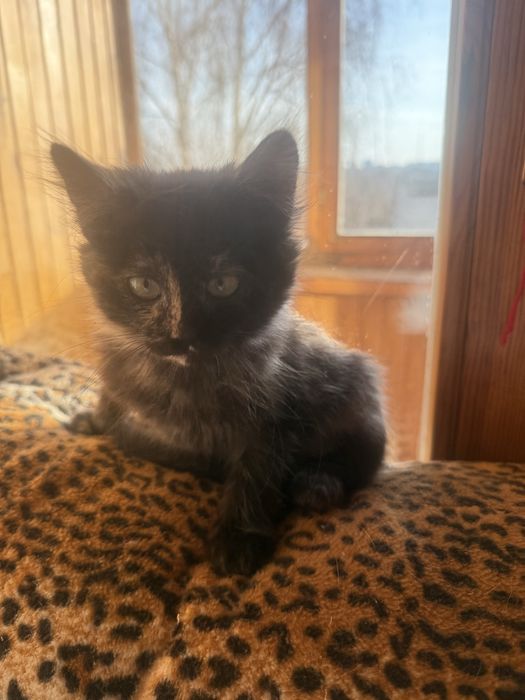 Кошеня дівчинка шукає родину