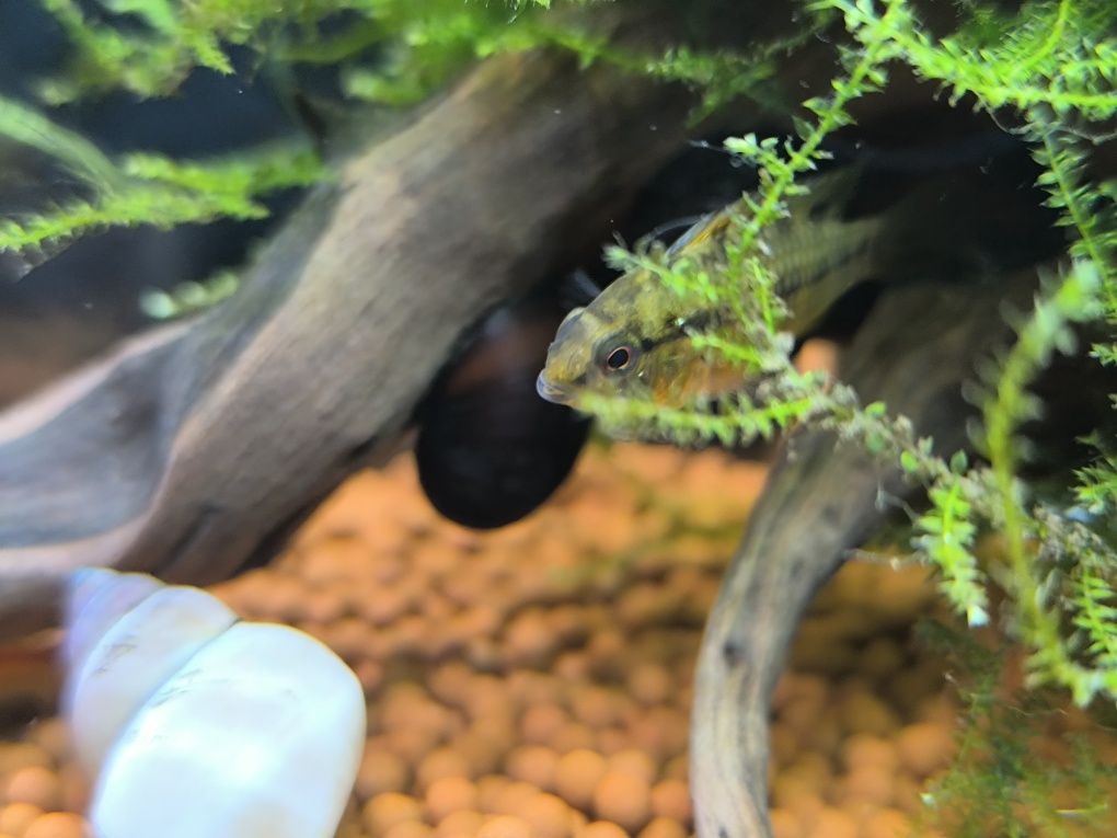 Apistogramma Hongsloi