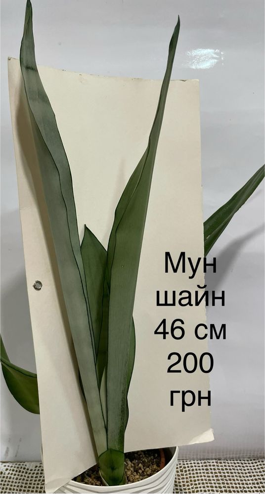 Сансевієрія муншайн
