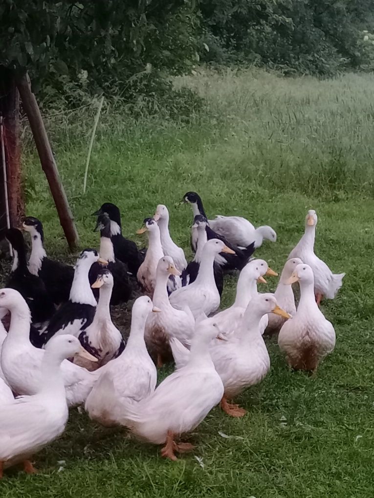 Pisklęta kur niosek gęsi  kaczki Perliczki i kury sprzedam