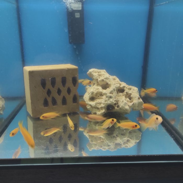 Pyszczaki Red redy i fier fish