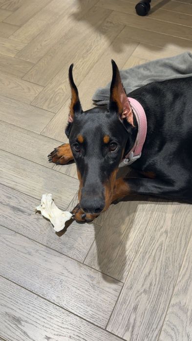 Дівчинка чистокровного добермана