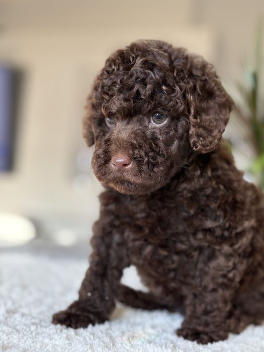 Pudel czekoladowy piesek