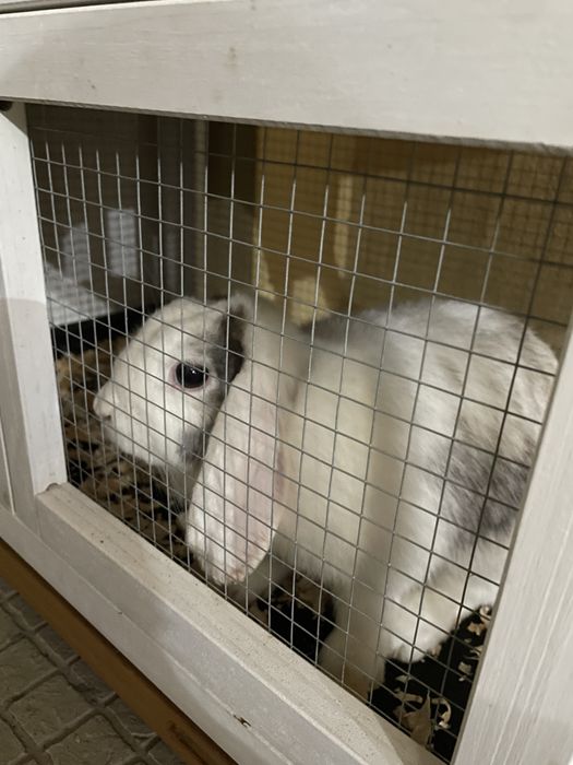 Coelha anã orelhuda com 1 ano e gaiola