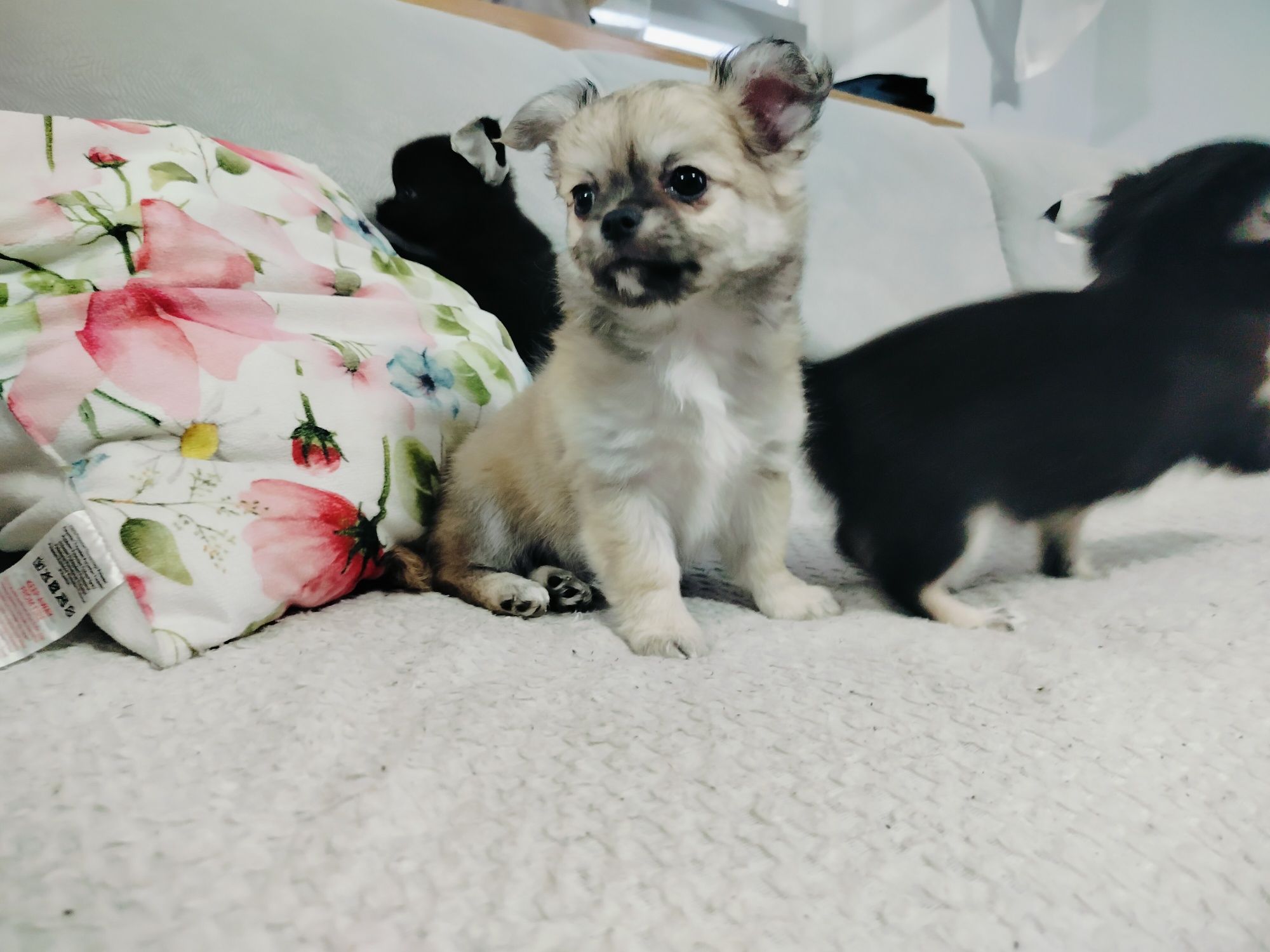 Chihuahua piesek