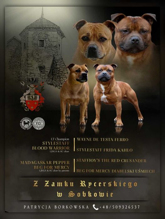 Zapowiedź miotu, Staffordshire Bull Terier