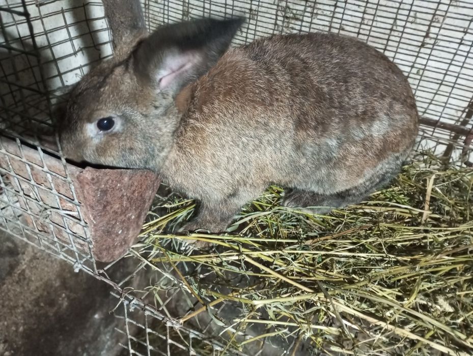 Продам кроля п'ять місяців на плем'я