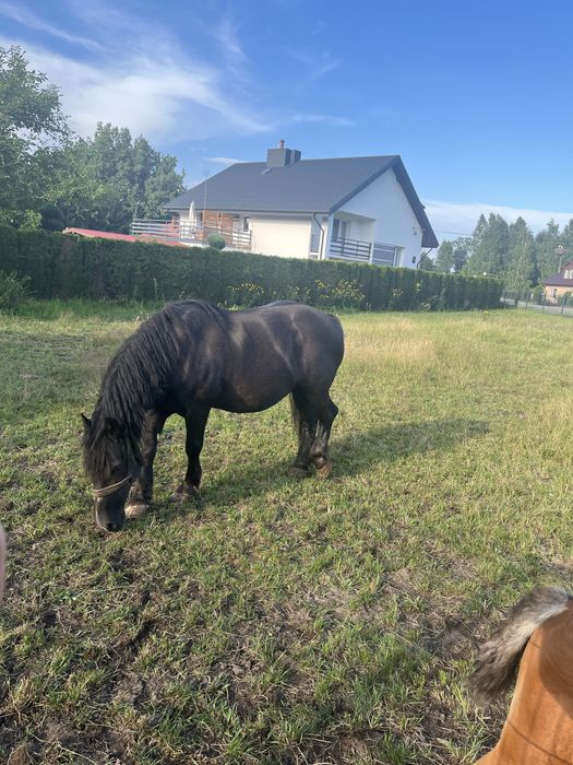 Sprzedam klacz zimnokrwistą ze źrebakiem