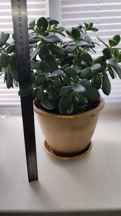 Кімнатна рослина,, денежне дерево