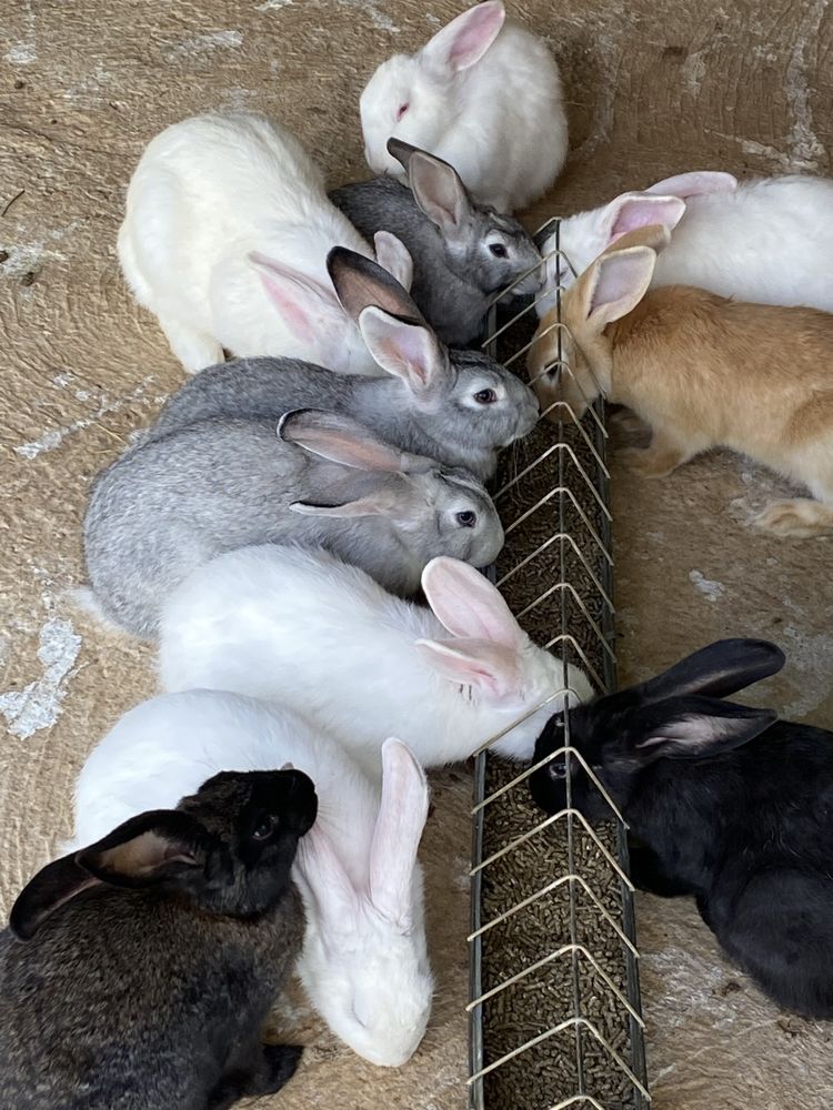 Coelhos saudaveis